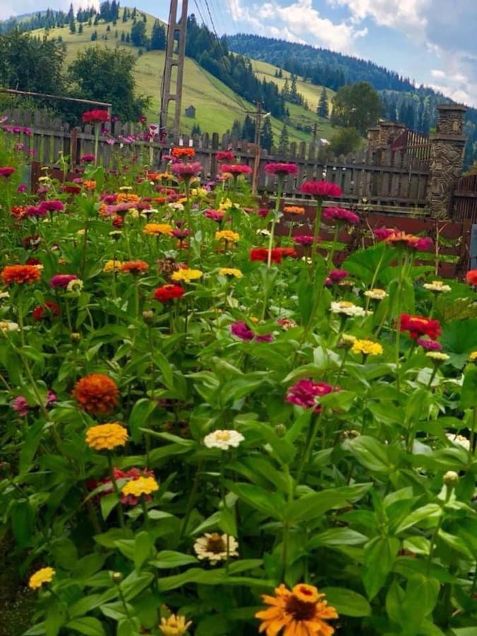 Casa Agroturistica Tarancuta Din Pensión